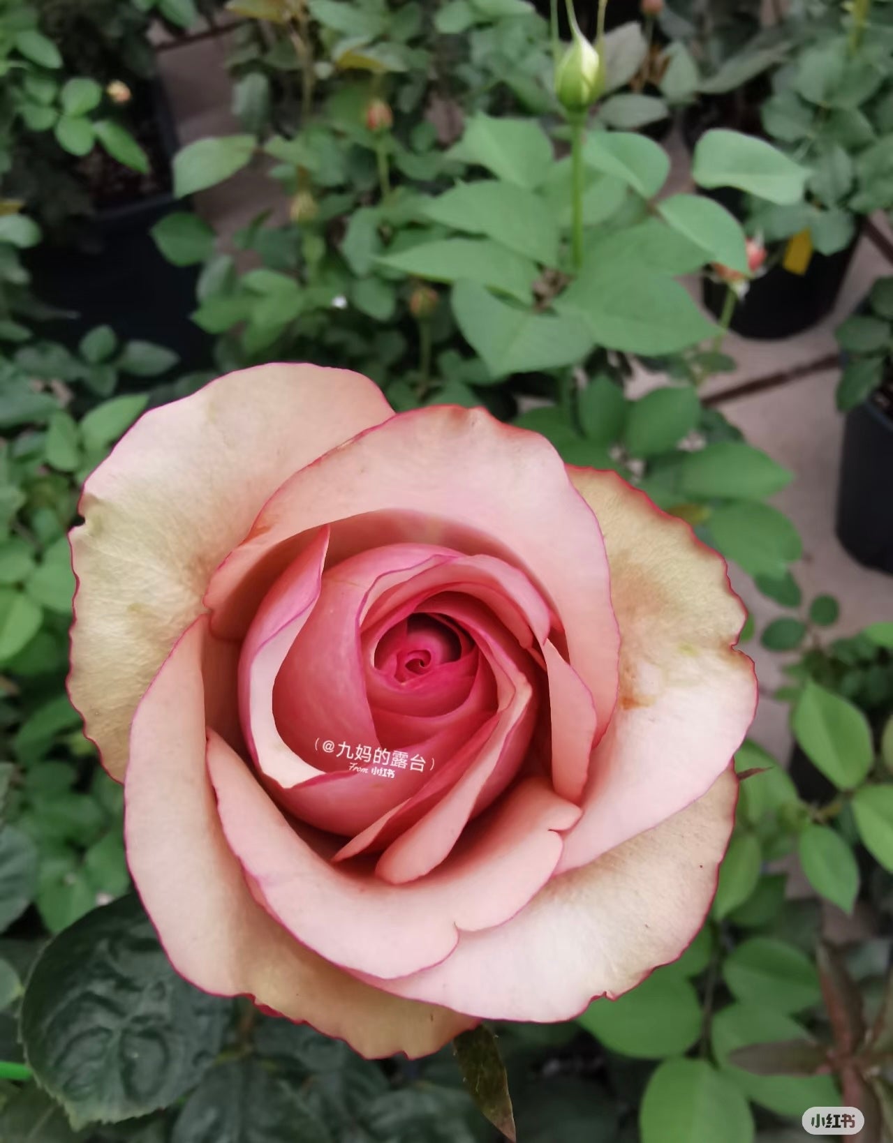Rose ' Vintage  | 佳酿