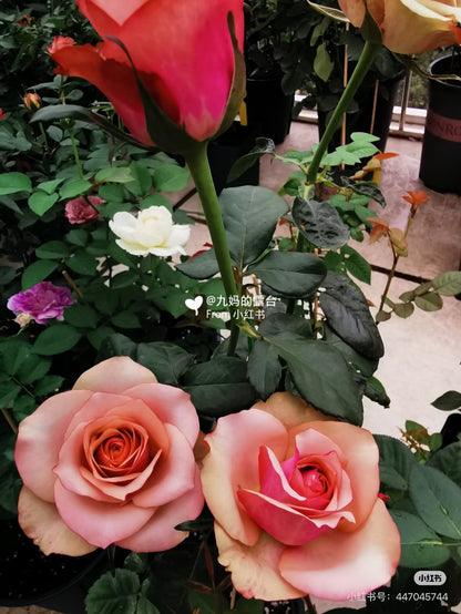 Rose ' Vintage  | 佳酿