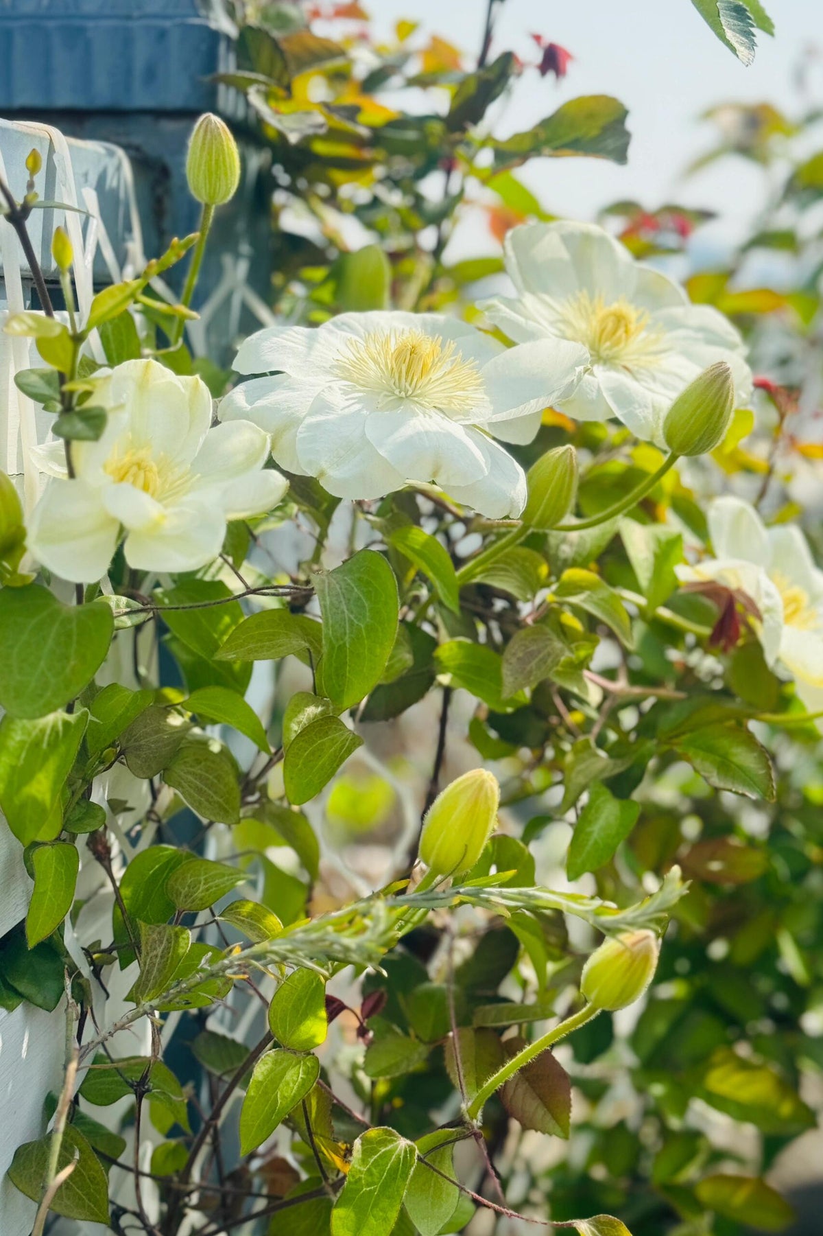 Clematis 'Guernsey Cream' 格恩西岛