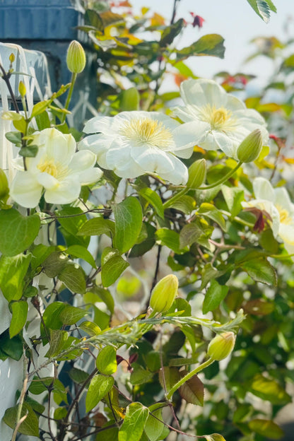 Clematis 'Guernsey Cream' 格恩西岛