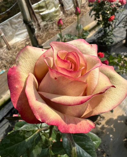 Rose ' Vintage  | 佳酿