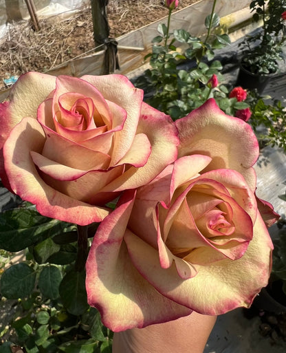 Rose ' Vintage  | 佳酿