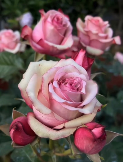 Rose ' Vintage  | 佳酿
