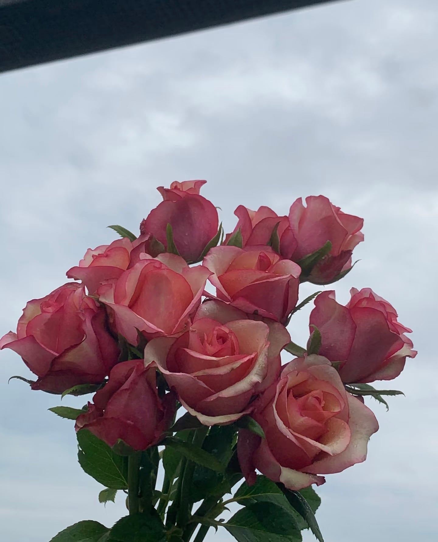 Rose ' Vintage  | 佳酿