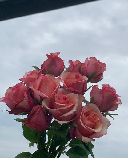 Rose ' Vintage  | 佳酿