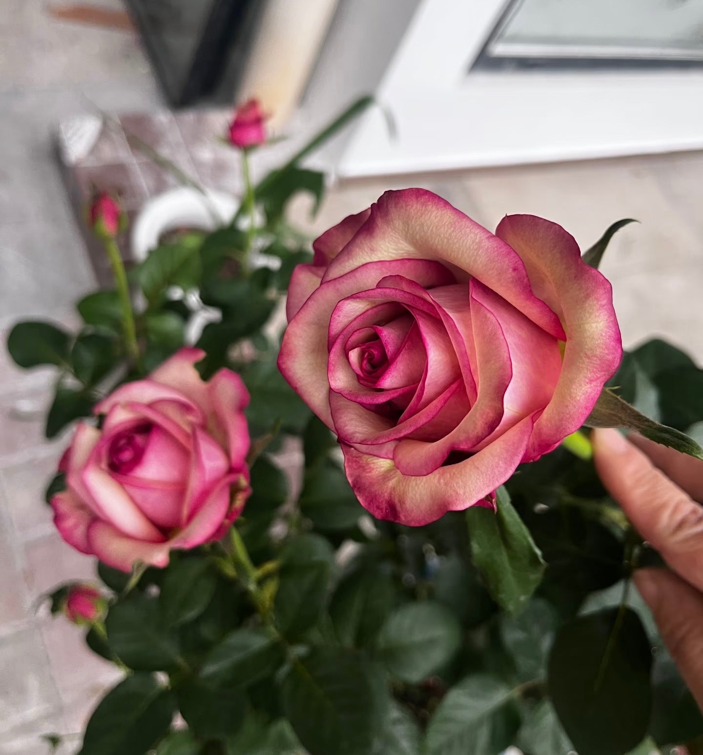 Rose ' Vintage  | 佳酿