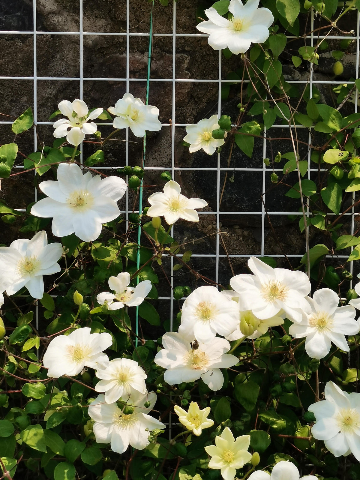 Clematis 'Guernsey Cream' 格恩西岛
