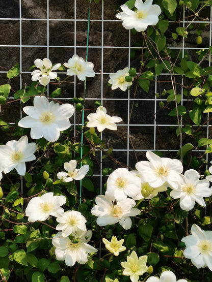 Clematis 'Guernsey Cream' 格恩西岛