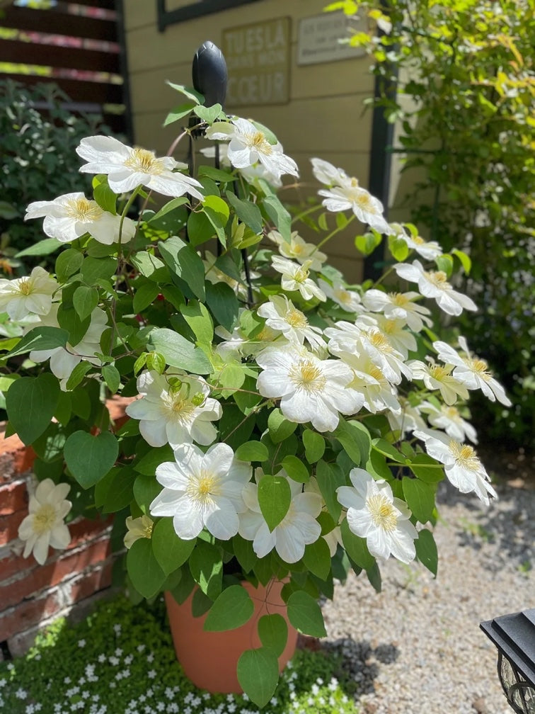 Clematis 'Guernsey Cream' 格恩西岛