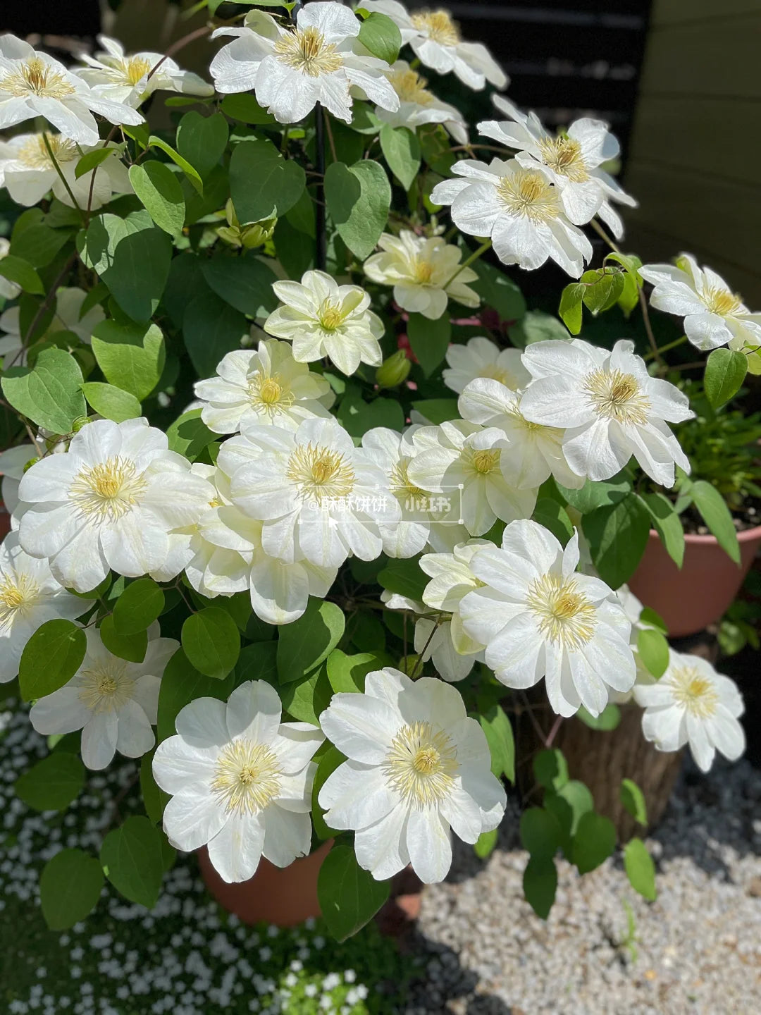 Clematis 'Guernsey Cream' 格恩西岛