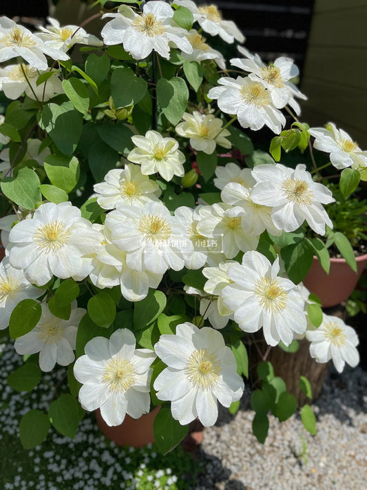Clematis 'Guernsey Cream' 格恩西岛
