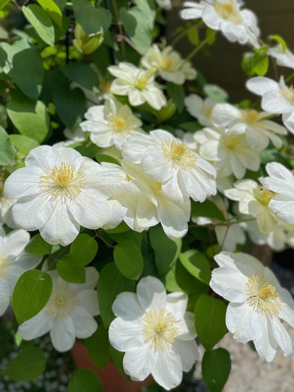 Clematis 'Guernsey Cream' 格恩西岛