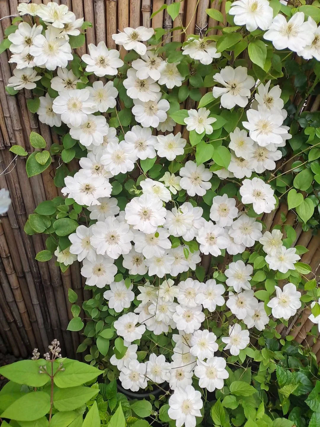Clematis 'Guernsey Cream' 格恩西岛