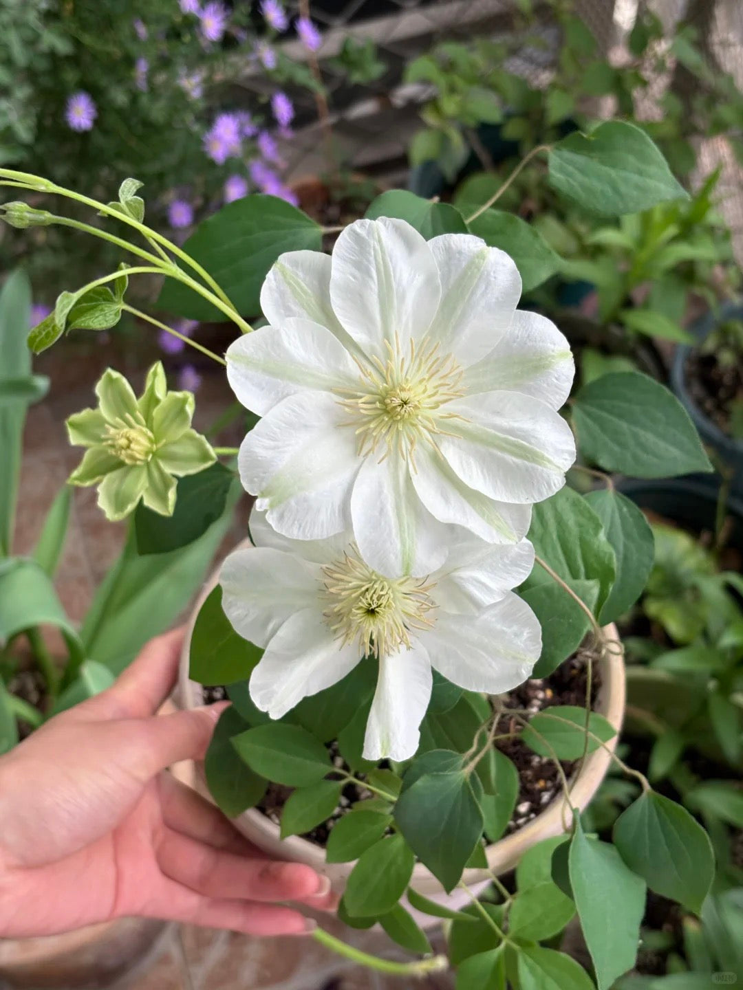 Clematis 'Guernsey Cream' 格恩西岛