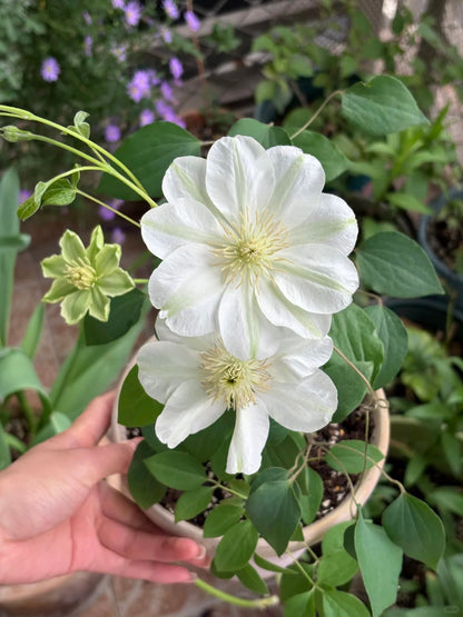 Clematis 'Guernsey Cream' 格恩西岛