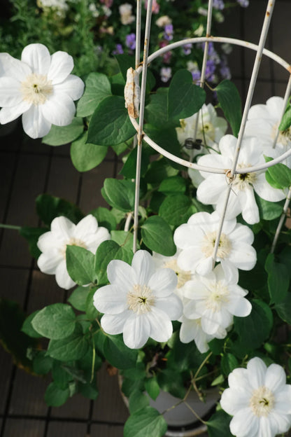 Clematis 'Guernsey Cream' 格恩西岛