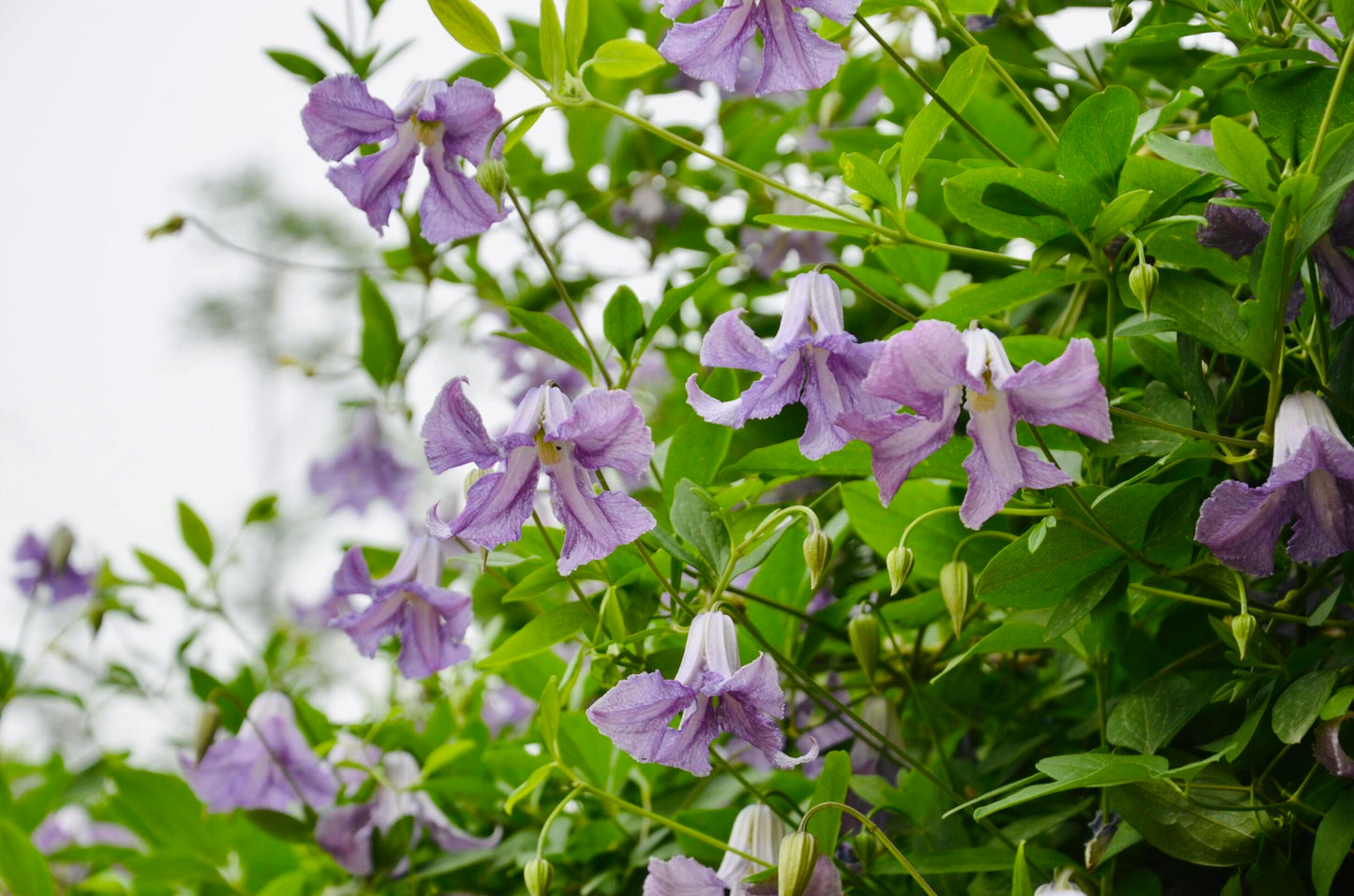 Clematis 'Betty Corning' 贝蒂康宁