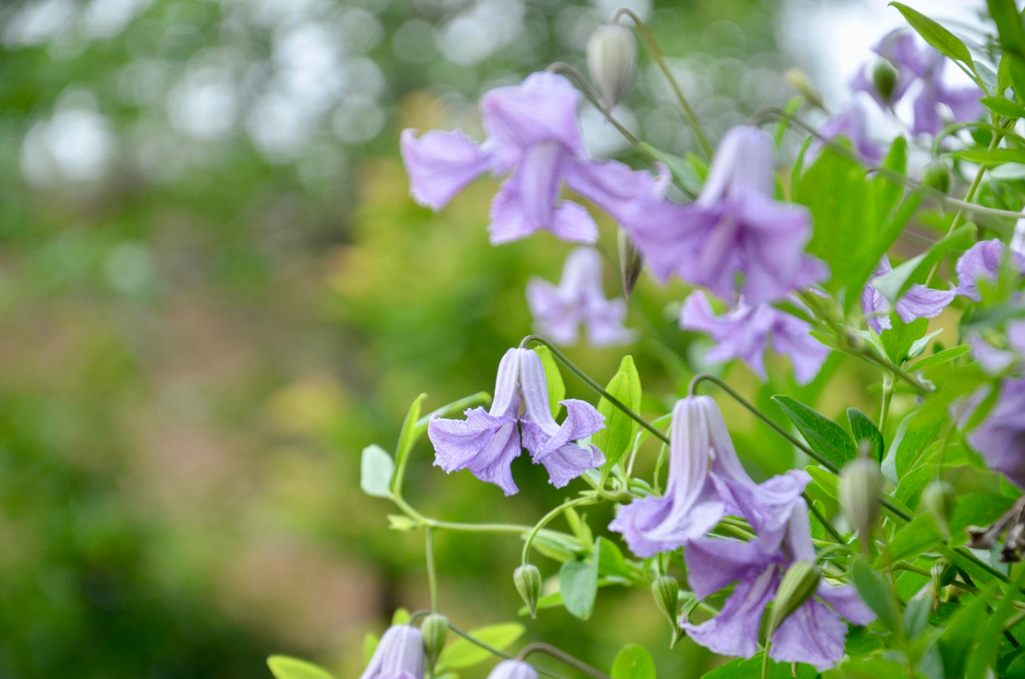 Clematis 'Betty Corning' 贝蒂康宁