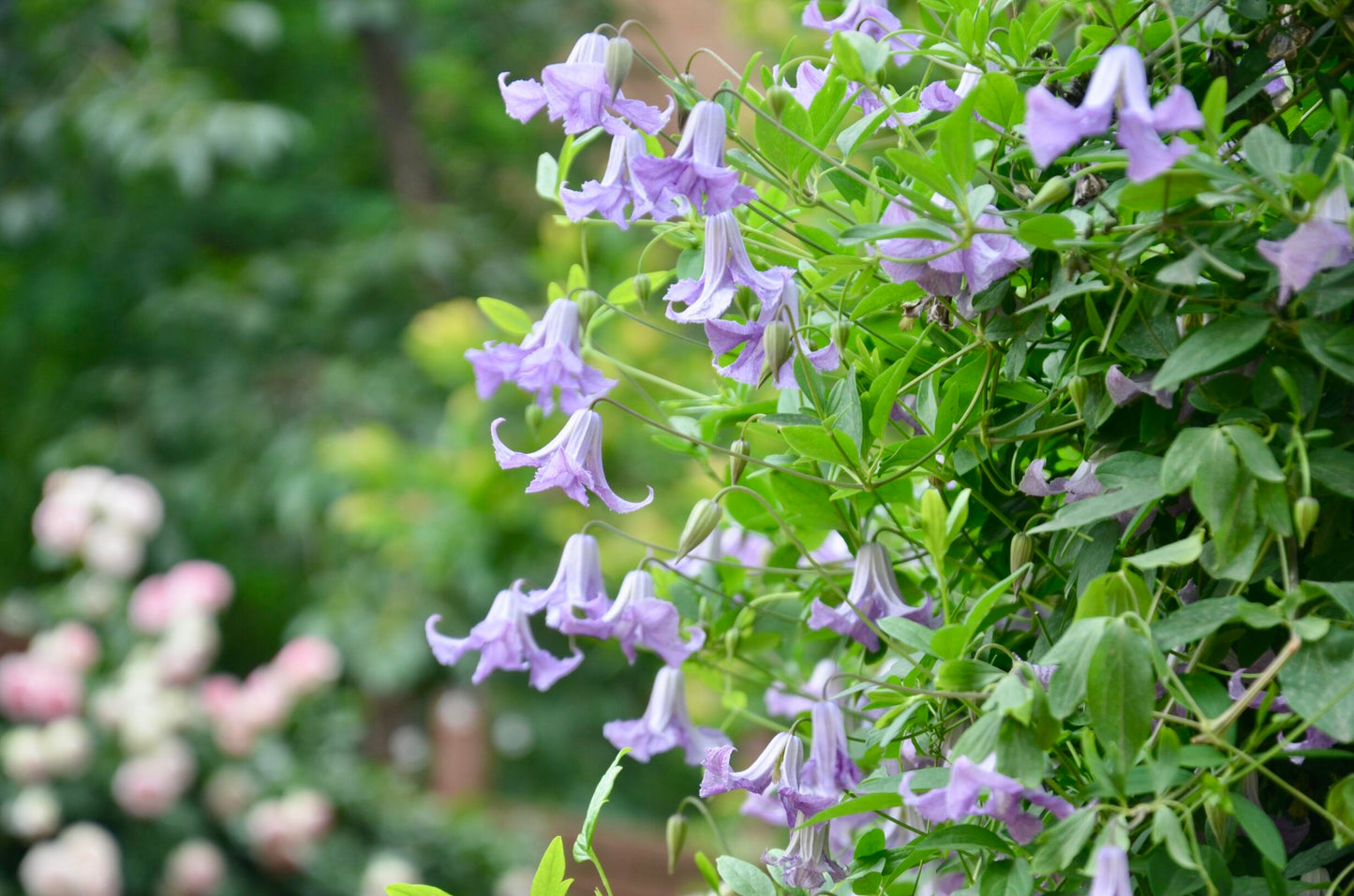 Clematis 'Betty Corning' 贝蒂康宁