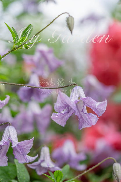 Clematis 'Betty Corning' 贝蒂康宁