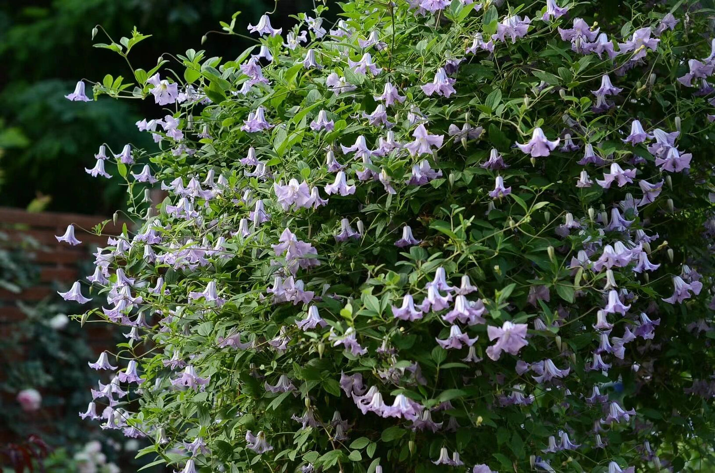 Clematis 'Betty Corning' 贝蒂康宁