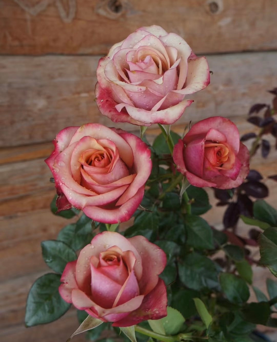 Rose ' Vintage  | 佳酿
