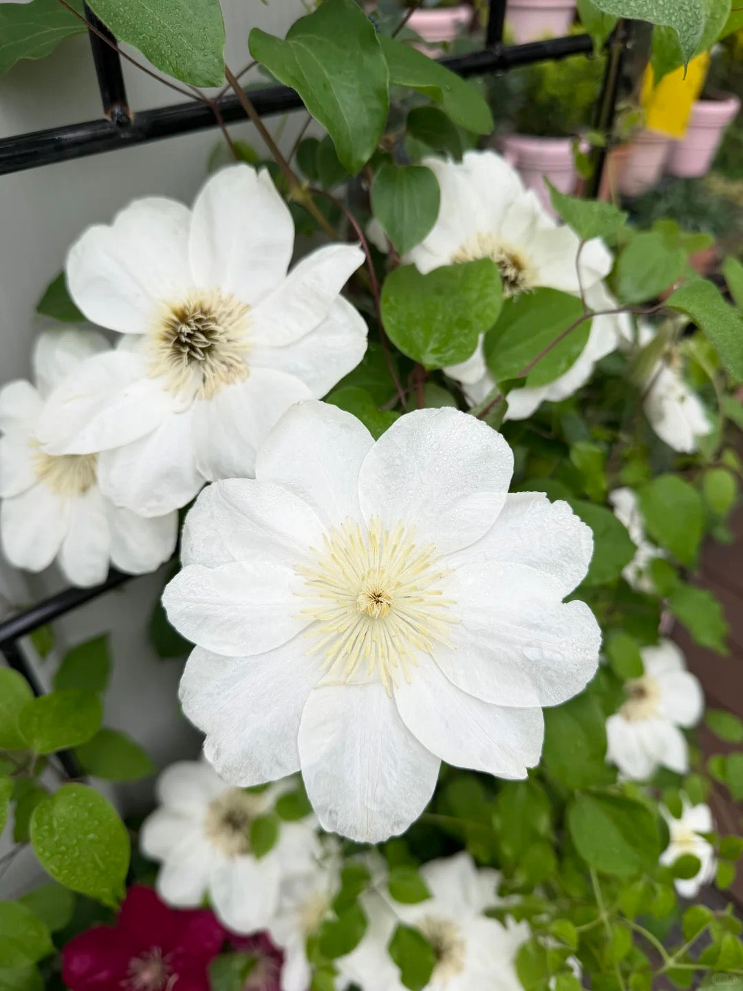 Clematis 'Guernsey Cream' 格恩西岛
