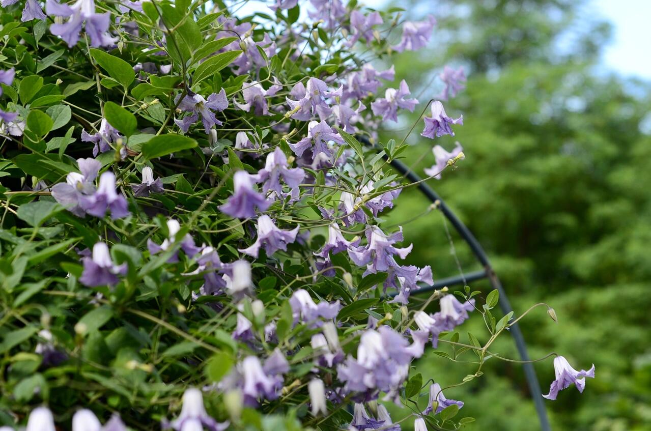 Clematis 'Betty Corning' 贝蒂康宁