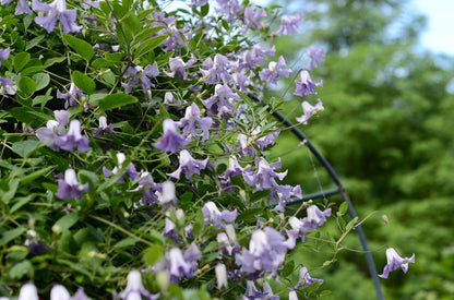 Clematis 'Betty Corning' 贝蒂康宁