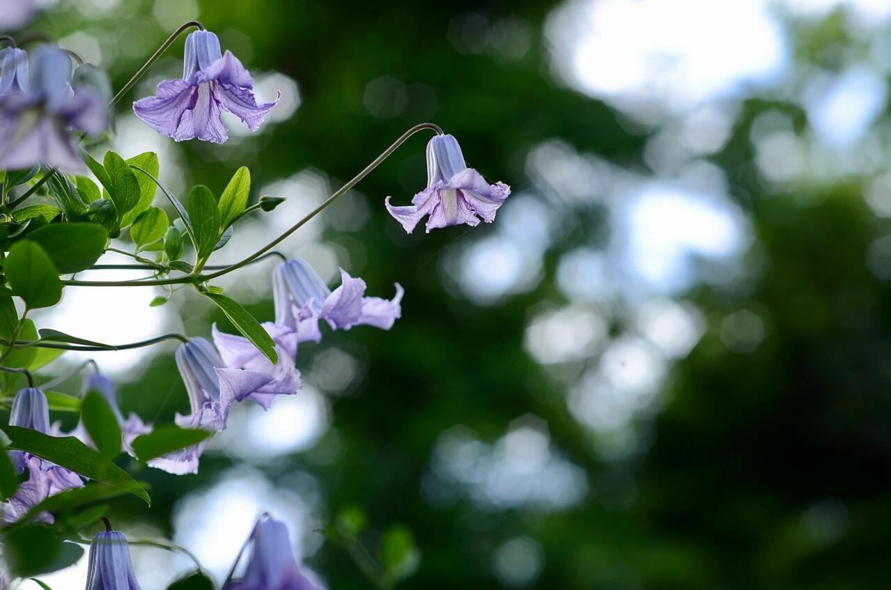 Clematis 'Betty Corning' 贝蒂康宁