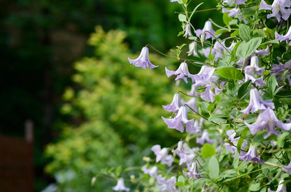 Clematis 'Betty Corning' 贝蒂康宁