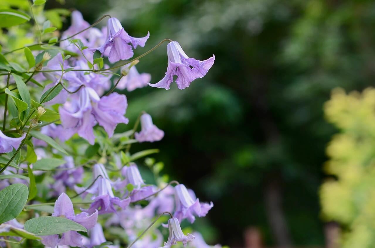 Clematis 'Betty Corning' 贝蒂康宁