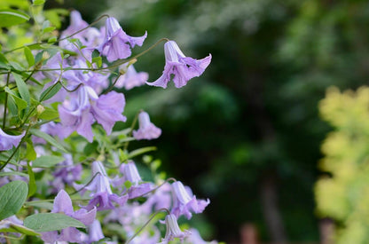 Clematis 'Betty Corning' 贝蒂康宁