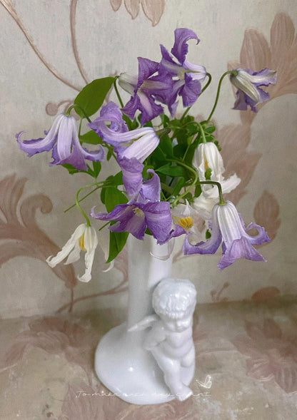 Clematis 'Betty Corning' 贝蒂康宁
