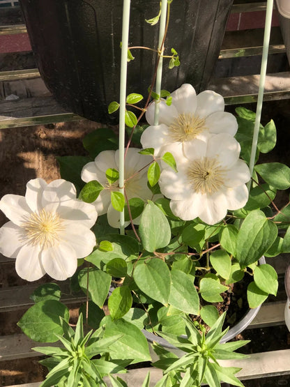 Clematis 'Guernsey Cream' 格恩西岛