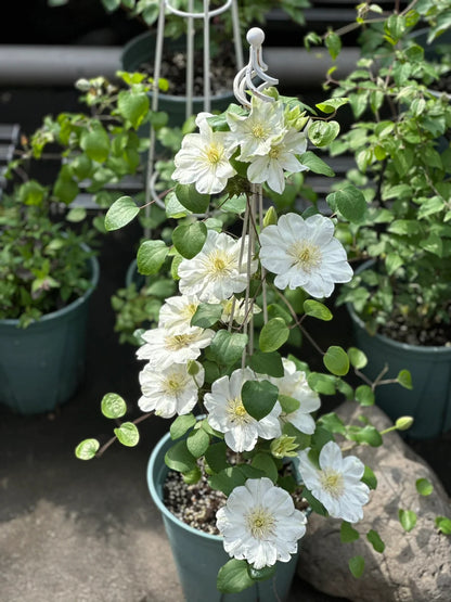 Clematis 'Guernsey Cream' 格恩西岛
