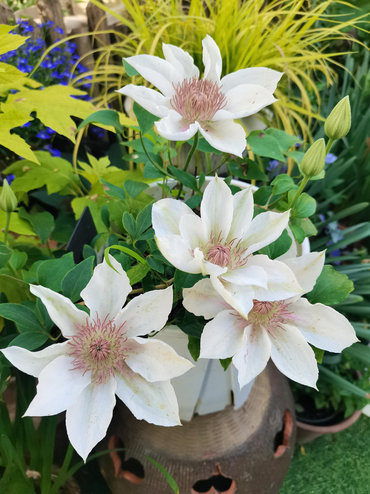 Clematis 'Corinne' 科林