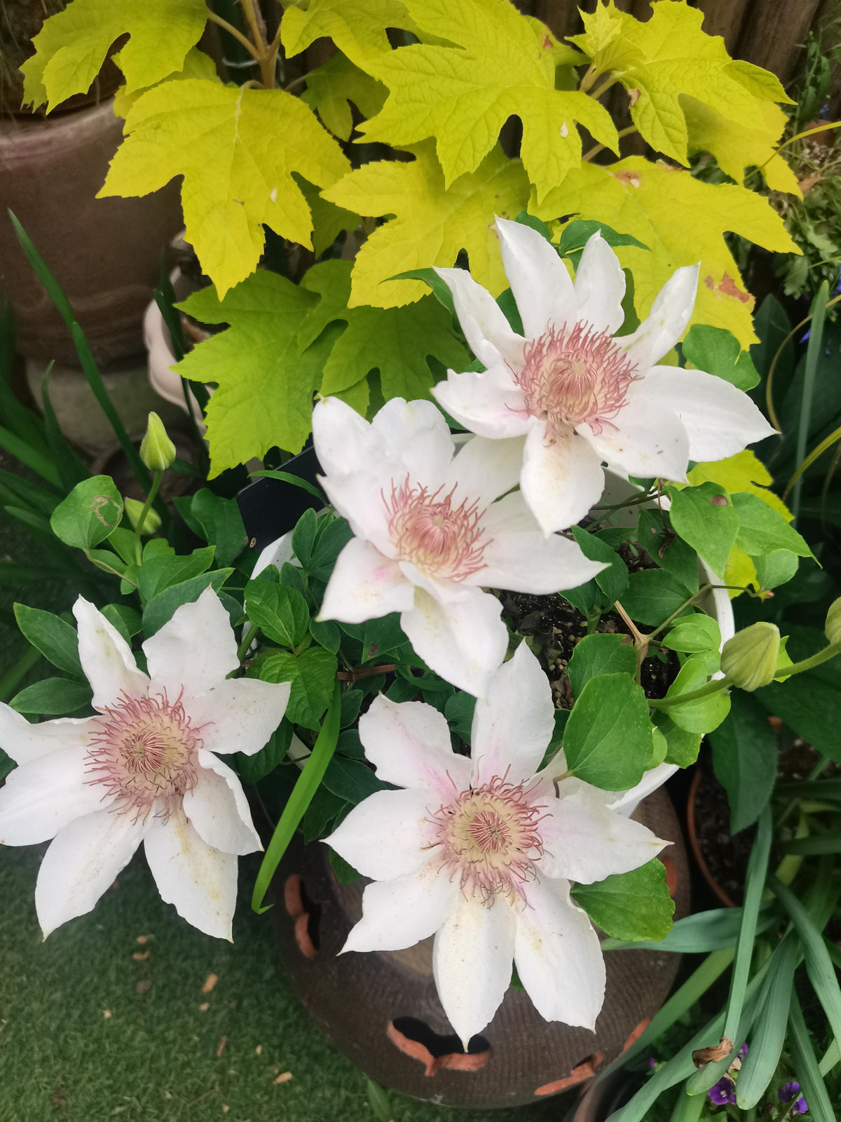Clematis 'Corinne' 科林