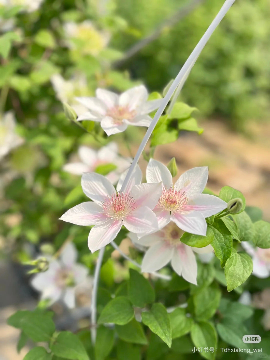 Clematis 'Corinne' 科林