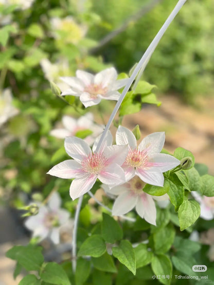 Clematis 'Corinne' 科林