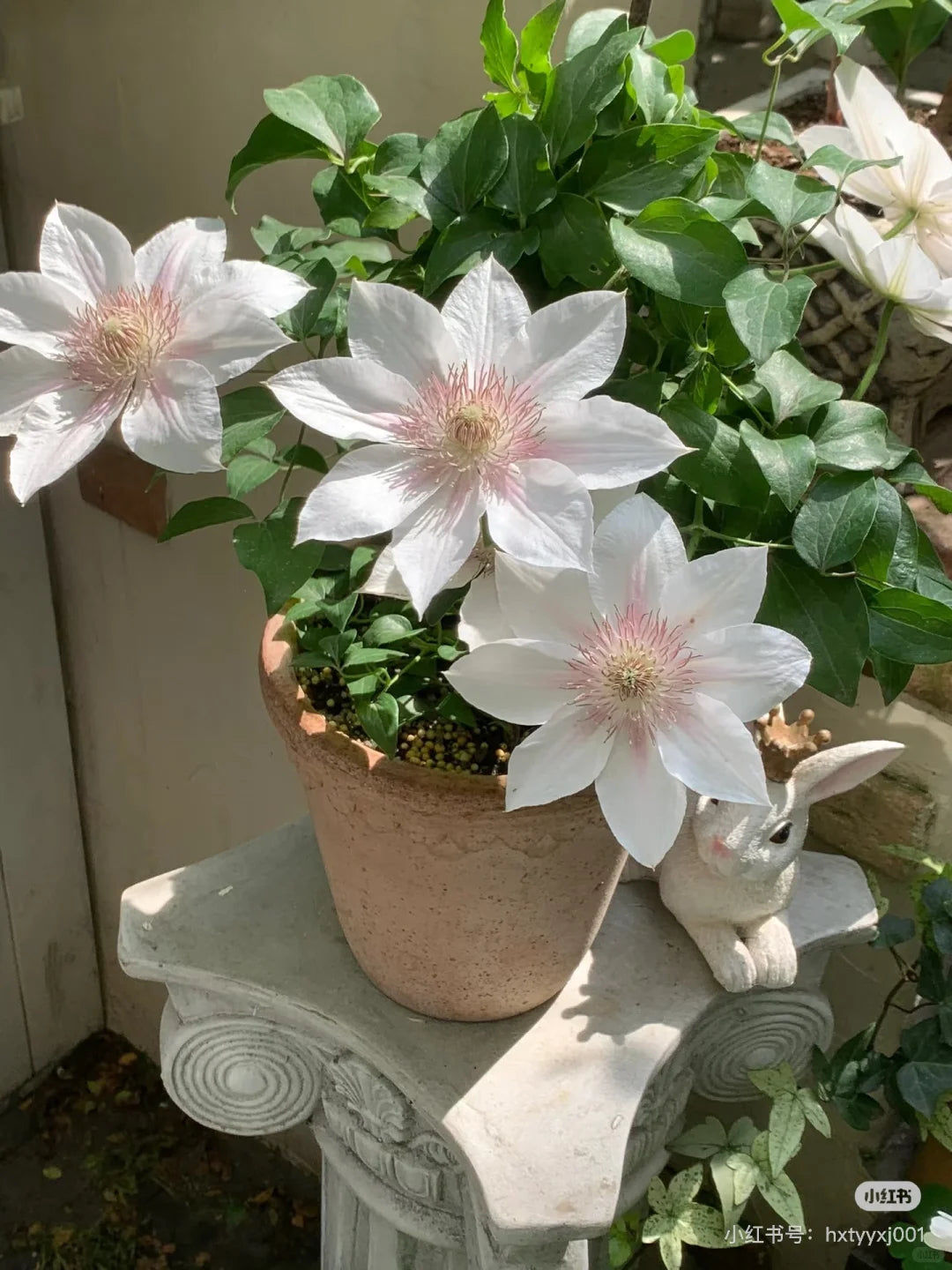 Clematis 'Corinne' 科林