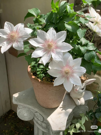 Clematis 'Corinne' 科林