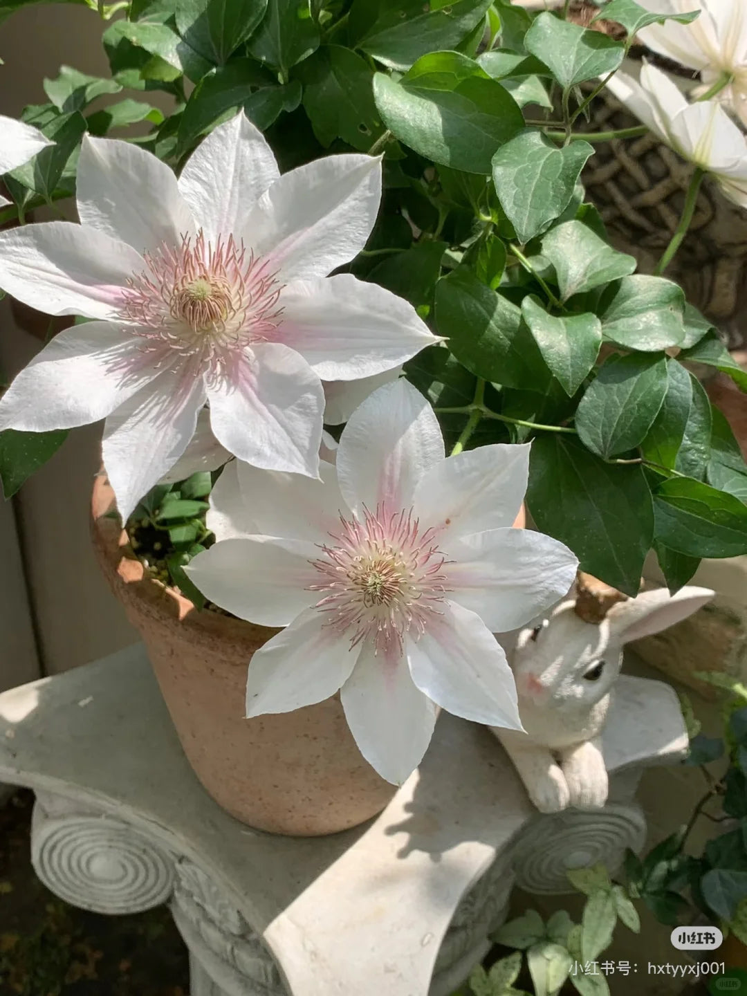 Clematis 'Corinne' 科林
