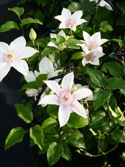 Clematis 'Corinne' 科林