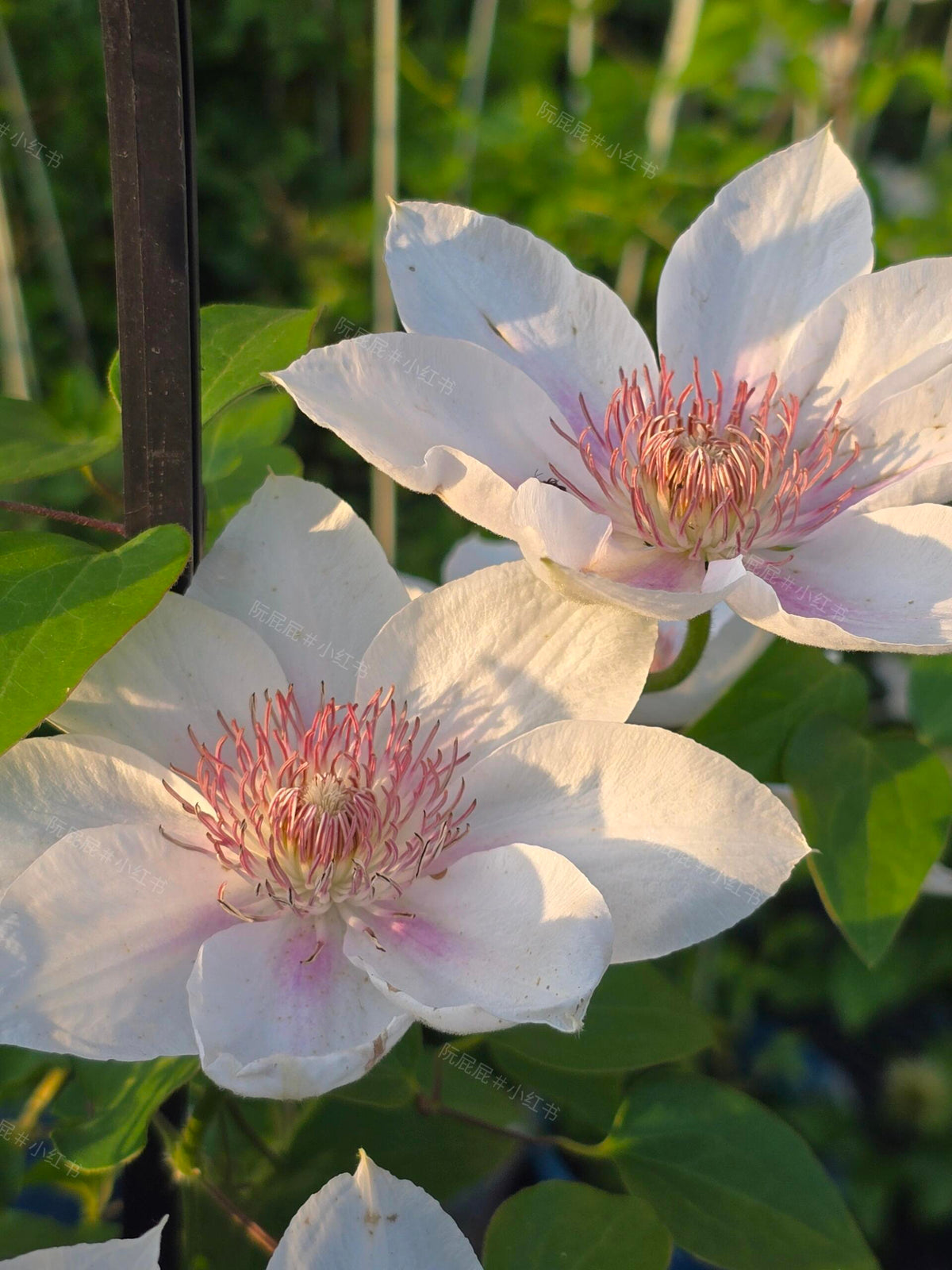 Clematis 'Corinne' 科林