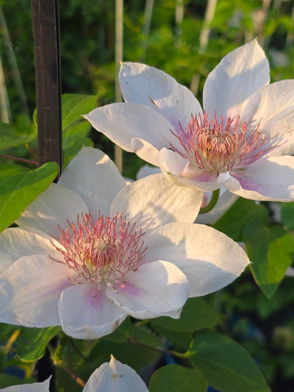 Clematis 'Corinne' 科林