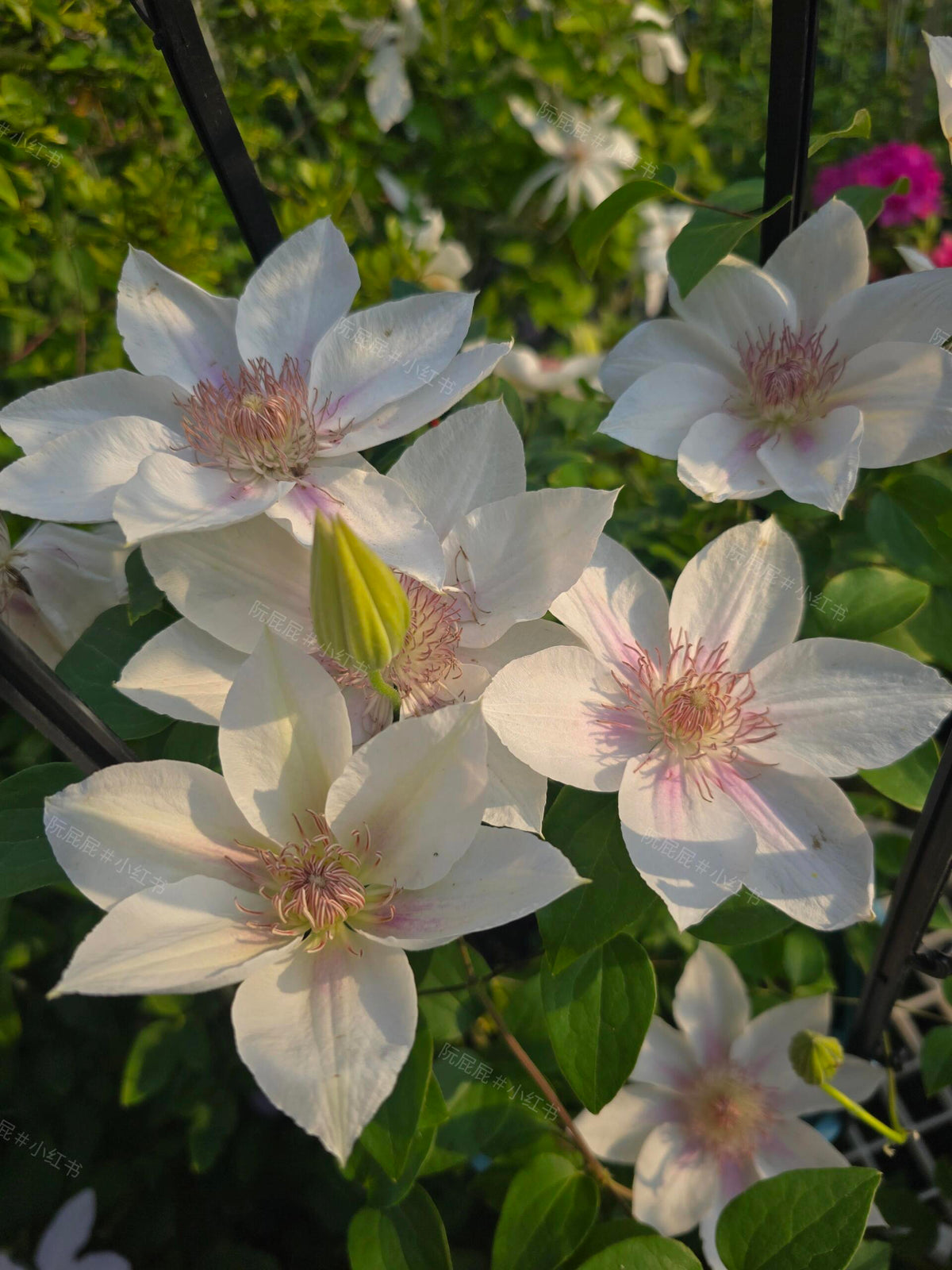 Clematis 'Corinne' 科林