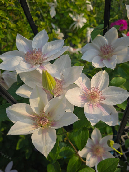 Clematis 'Corinne' 科林