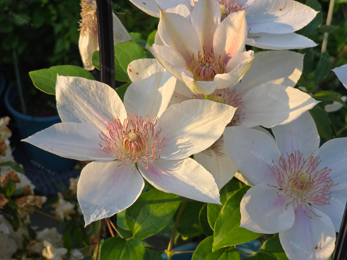 Clematis 'Corinne' 科林