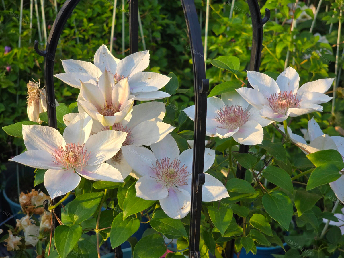 Clematis 'Corinne' 科林